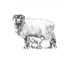 Pictures of Sheep & Paintings of Horses by Diana Rosemary Lodge