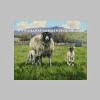 Swaledale Ewe With Lambs_t