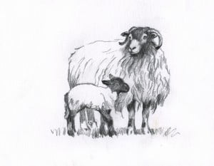 Swaledale Sheep and Lamb Pictures by Yorkshire Dales Artist Rosemary Lodge