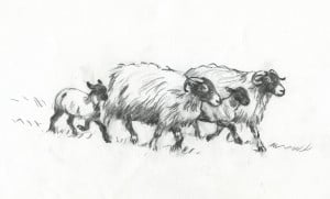 Swaledale Sheep Drawings by Rosemary Lodge, Burnsall Artist