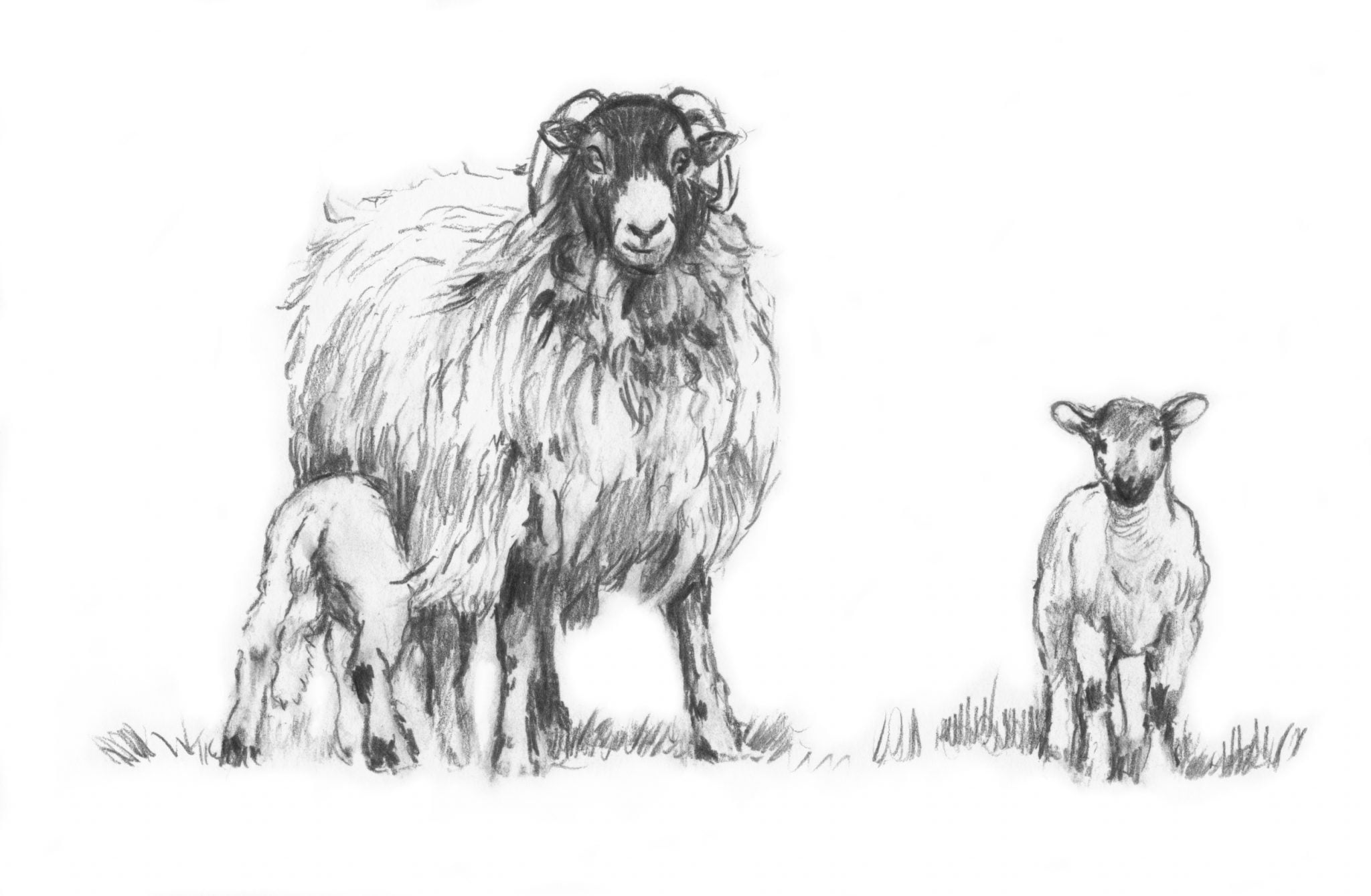 Pictures of Sheep by Diana Rosemary Lodge
