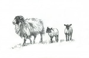 Swaledale Sheep by Yorkshire Dales Artists Diana Rosemary Lodge